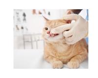 Veterinary Dental Care image 2
